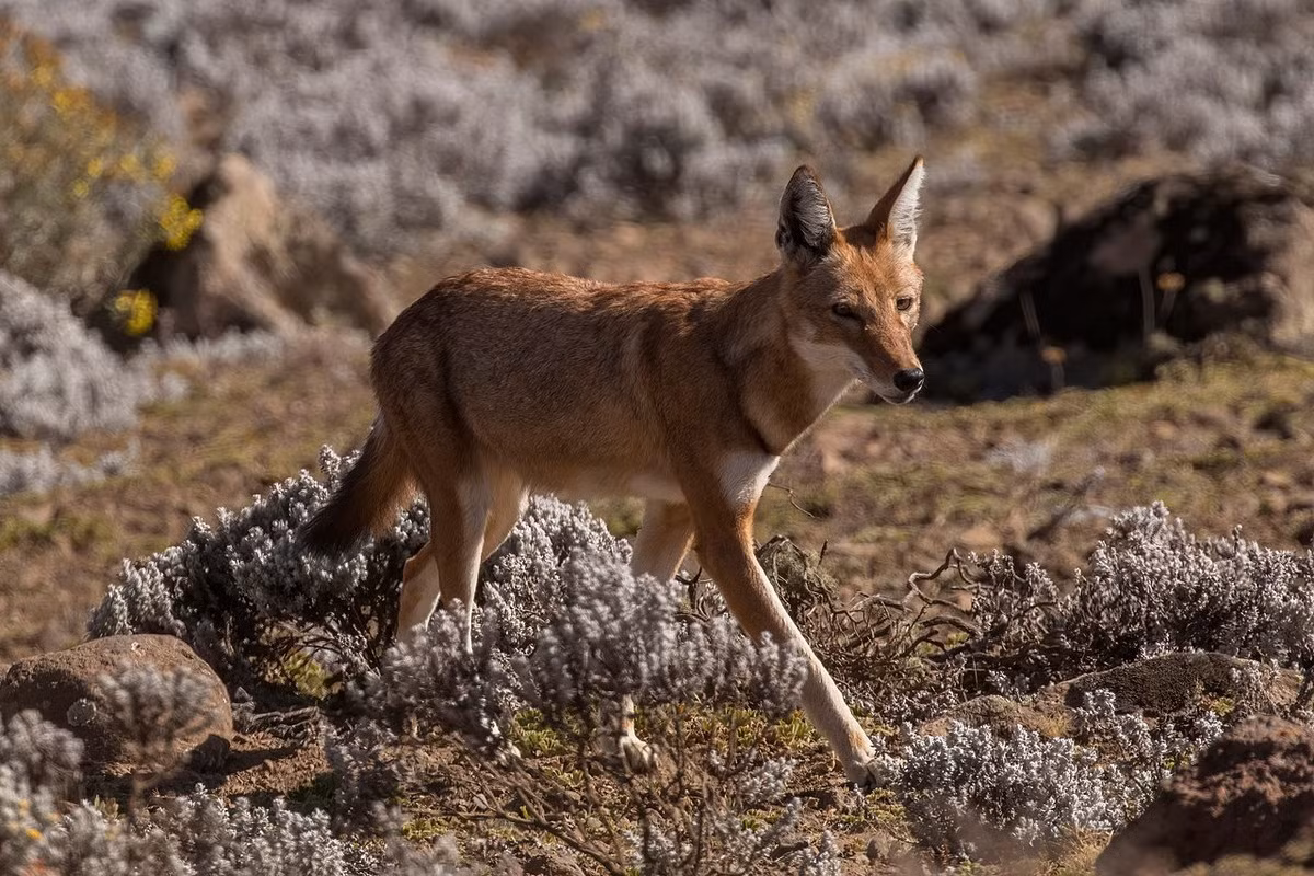  Sói Ethiopia (Canis simensis). Kích thước: Thân dài 84–100 cm. Khu vực phân bố: Cao nguyên Ethiopia. Tình trạng bảo tồn trong Sách Đỏ IUCN: Nguy cấp. Ảnh: Wikipedia.