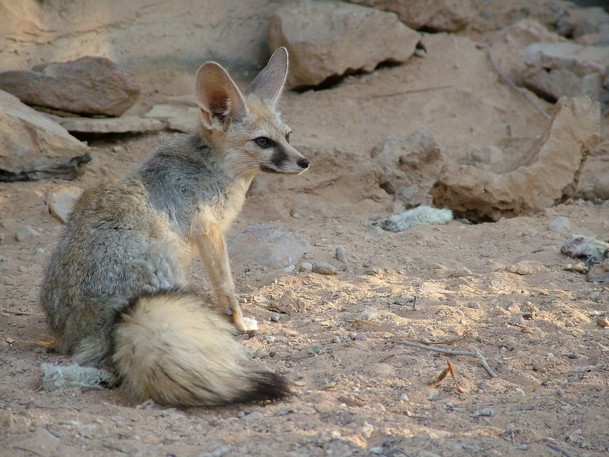  Cáo Blanford (Vulpes cana). Kích thước: Thân dài 34–47 cm. Khu vực phân bố: Trung Đông và Trung Á. Tình trạng bảo tồn trong Sách Đỏ IUCN: Ít quan tâm. Ảnh: Aviad Bar / Flickr.
