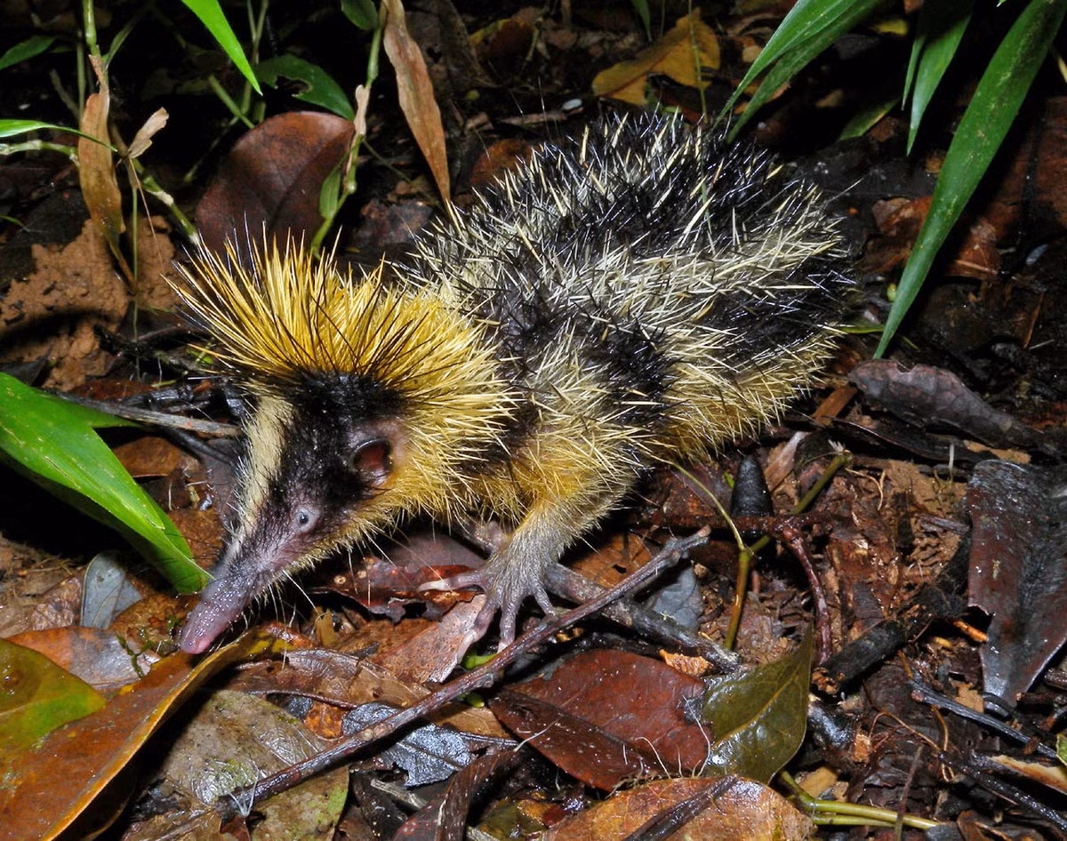  Chuột nhím vằn đồng bằng (Hemicentetes semispinosus) dài 14-19, được ghi nhận ở khu vực ven biển phía Đông Madagascar. Loài chuột nhím không đuôi này có bộ lông gai cứng màu đen sọc vàng, quanh đầu có viền lông cứng màu vàng.