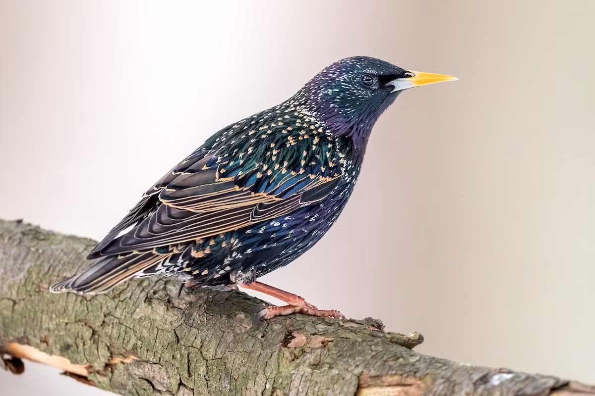 Sáo đá xanh (Sturnus vulgaris) dài 20-23 cm, là loài lang thang và di cư trú đông hiếm tại Đông Bắc và Trung Trung Bộ. Chúng sống ở các khu vực trống trải, khu canh tác tại các vùng đất thấp.