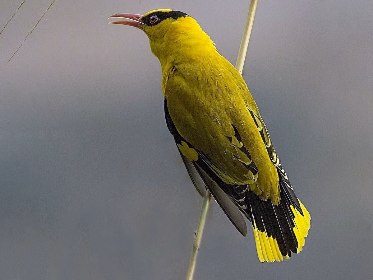 Chim vàng anh mỏ cong (Oriolus tenuirostris) dài 23-26 cm, là loài chim định cư tương đối phổ biến ở Nam Trung Bộ, trước đây cũng ghi nhận tại Tây Bắc và Bắc Trung Bộ. Chúng sinh sống trong rừng thông, rừng lá rộng thường xanh, bìa rừng, các khu vực trống trải có cây gỗ, phân bố từ độ cao 1.000-1900 mét.