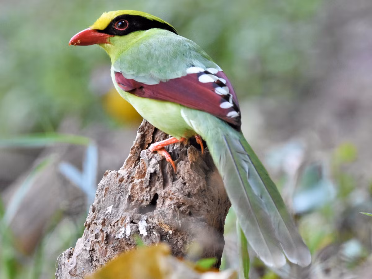 Chim giẻ cùi xanh (Cissa chinensis) dài 37-41 cm, là loài định cư tương đối phổ biến tại Tây Bắc, Đông Bắc, không phổ biến tại Nam Bộ. Sinh cảnh của loài chim họ Quạ này là rừng lá rộng thường xanh, rừng hỗn giao rụng lá.