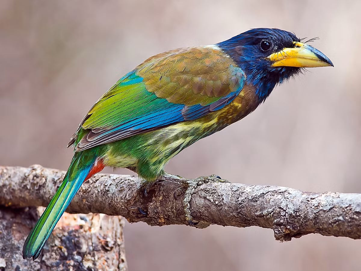 Chim thầy chùa lớn (Psilopogon virens) dài 32-33 cm, là loài định cư, tương đối phổ biến tại Tây Bắc, không phổ biến tại Đông Bắc và Bắc Trung Bộ. Sinh cảnh của loài chim thuộc họ Cu rốc này là rừng lá rộng thường xanh, độ cao 800-2.600 mét.