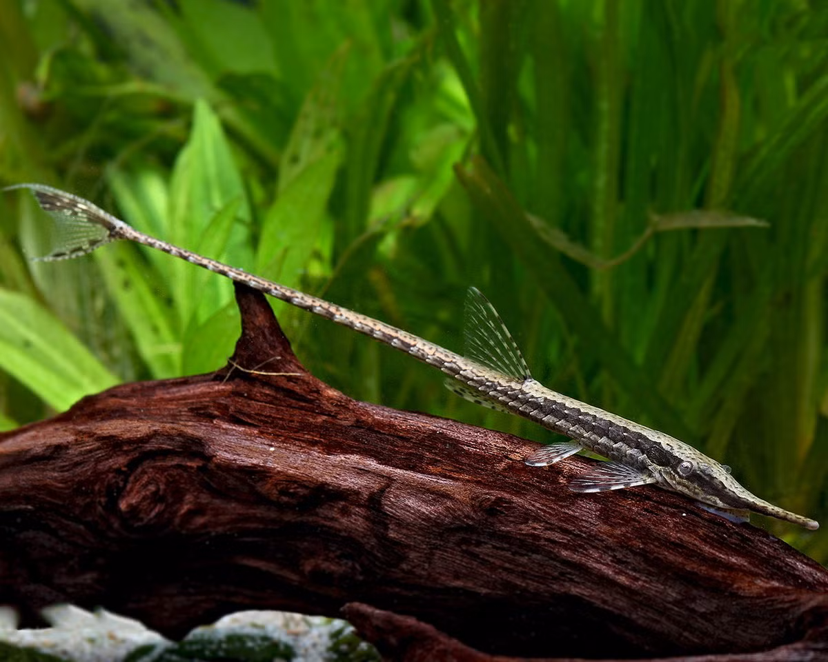  Cá trực thăng (Royal Farlowella Catfish / Sturisoma panamense). Kích cỡ tối đa: 20 cm. Đặc điểm nổi bật: Thân hình thon dài, vây nhọn bắt mắt, toàn cơ thể phủ lớp vảy cứng như bọc giáp.