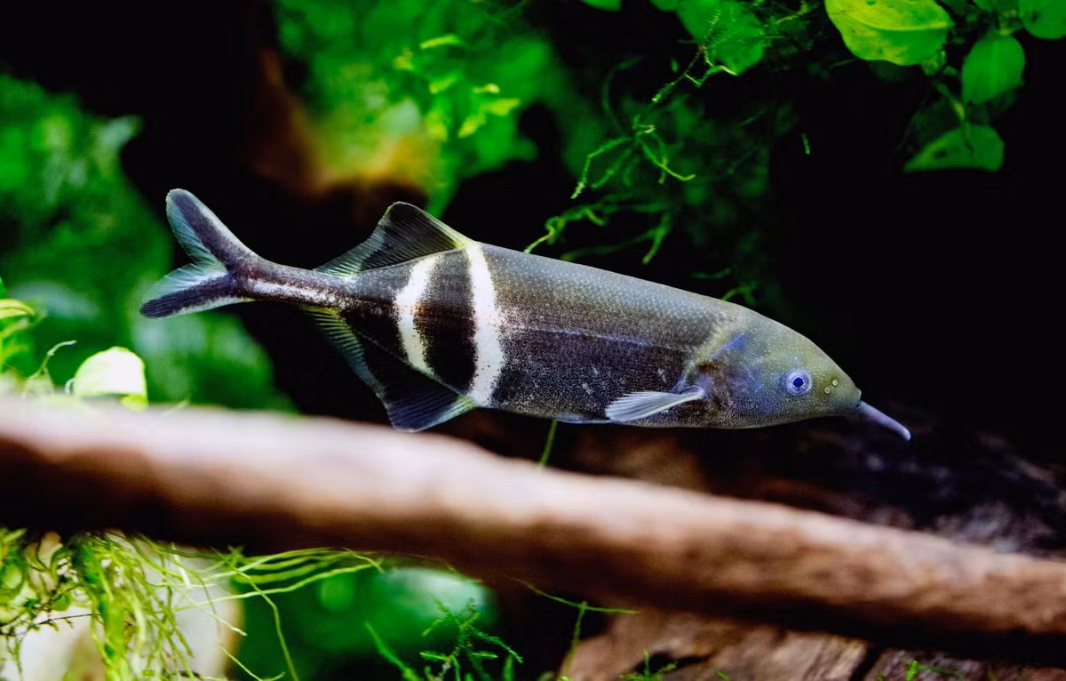  Cá mũi voi (Elephant Nose Fish / Gnathonemus petersii). Kích cỡ tối đa: 25 cm. Đặc điểm nổi bật: Chiếc mũi dài trông giống vòi voi.