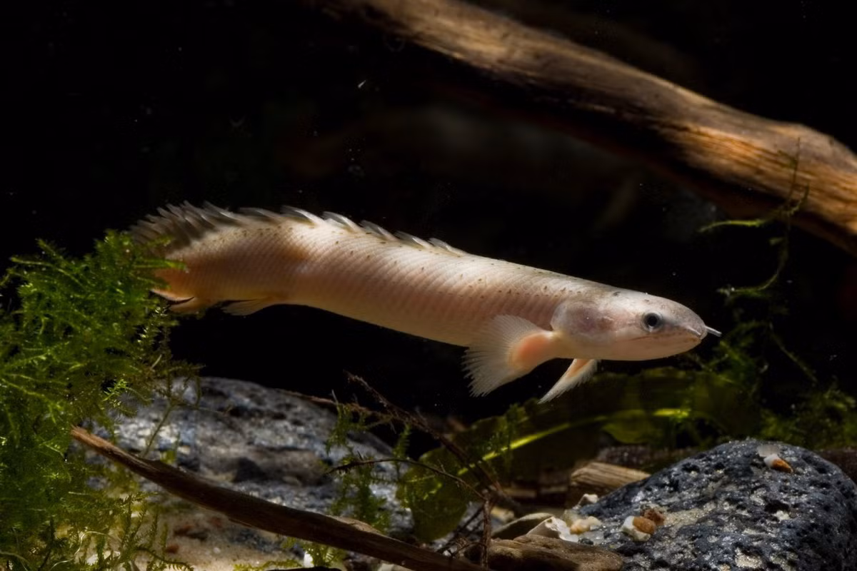  Cá chình khủng long hay cá cửu sừng (Bichir / chi Polypterus). Kích cỡ tối đa: 50 cm. Đặc điểm nổi bật: Ngoại hình kỳ dị như một loài cá "thời tiền sử".