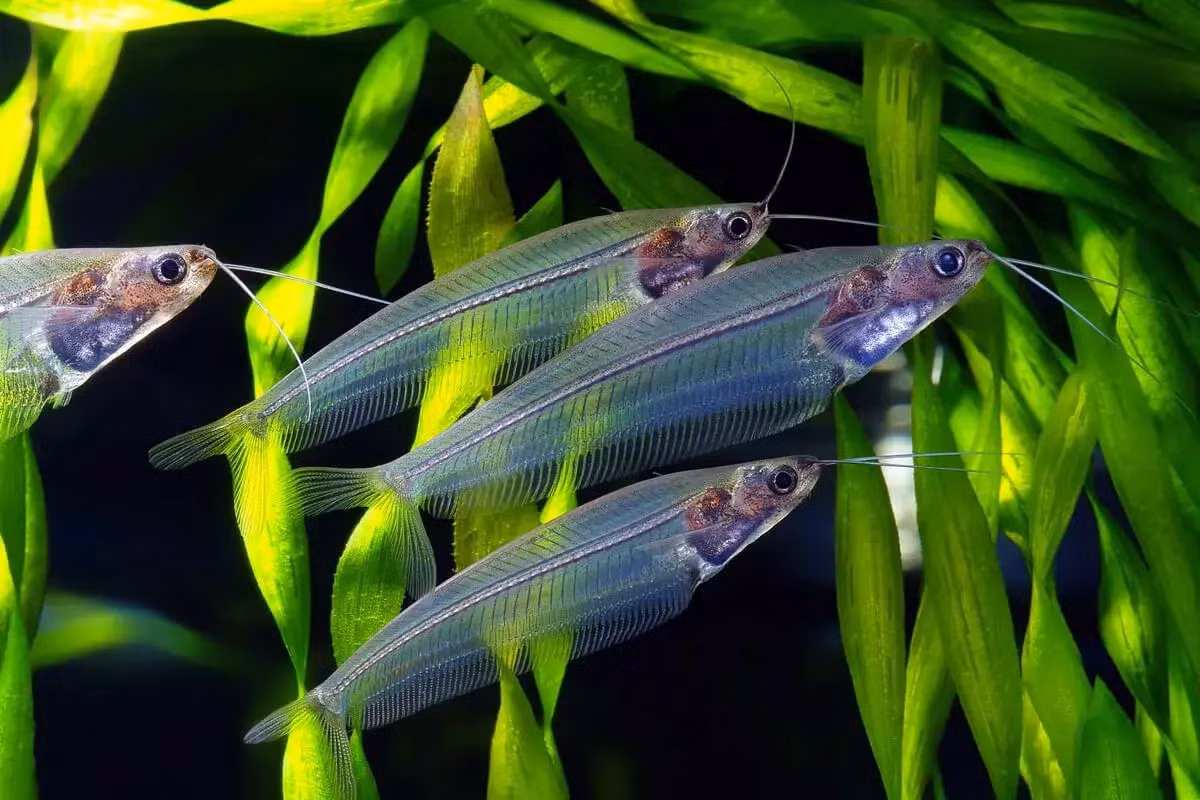  Cá thủy tinh (Glass Catfish/Kryptopterus vitreolus). Kích cỡ tối đa: 15 cm. Đặc điểm nổi bật: Cơ thể dài và mỏng, trong suốt như thủy tinh.