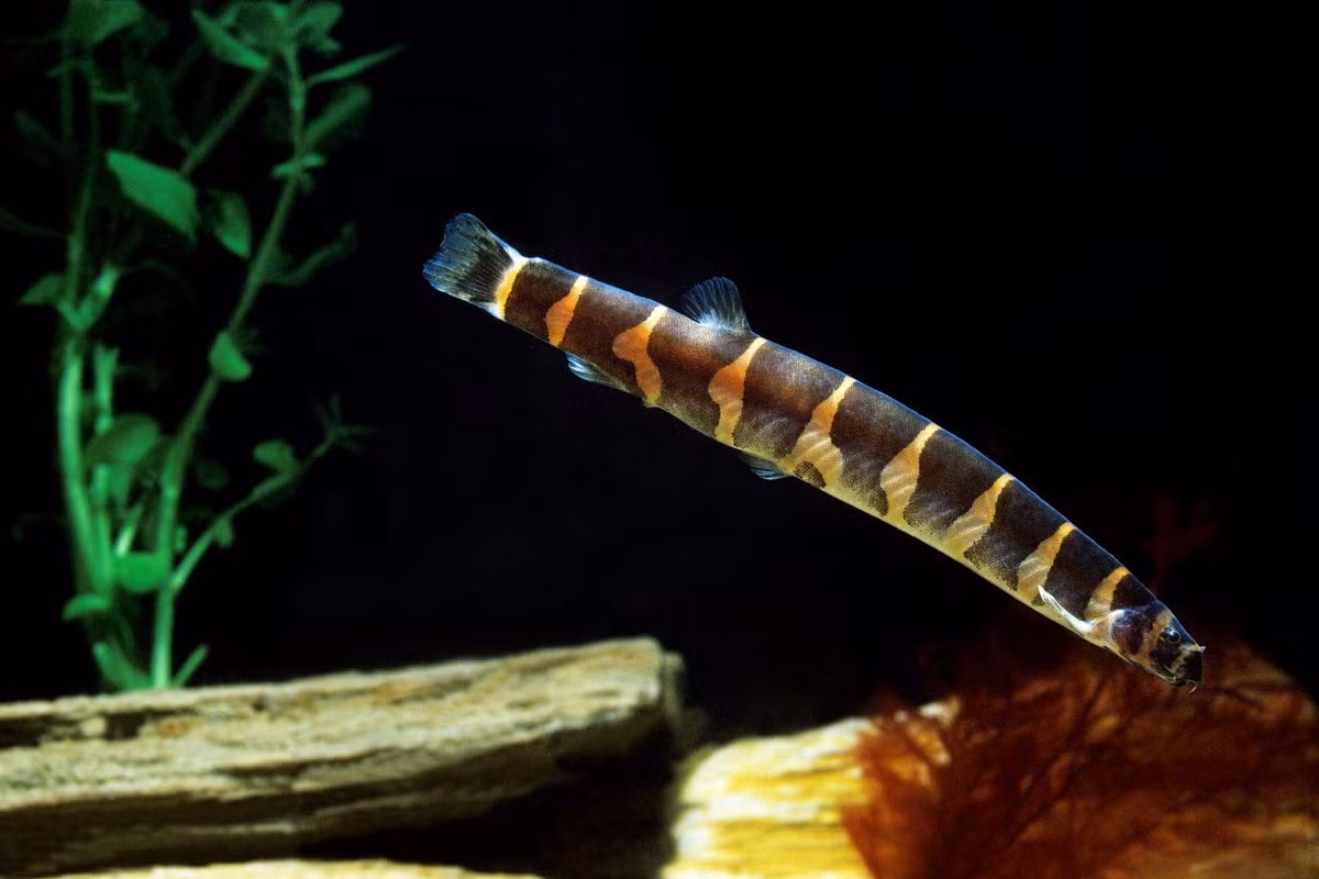  Cá chạch rắn Kuhli (Kuhli Loach / Pangio cuneovirgata). Kích cỡ tối đa: 5 cm. Đặc điểm nổi bật: Cơ thể thuôn dài, có các sọc đen trên nền vàng.