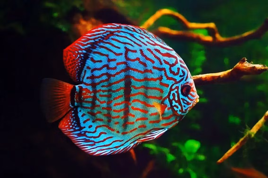  Cá đĩa (Discus / chi Symphysodon). Kích cỡ tối đa: 20 cm. Đặc điểm nổi bật: Hình dáng thú vị, hoa văn đẹp, màu sắc rực rỡ và đa dạng.