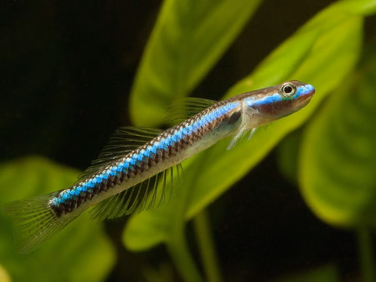  Cá bống cảnh (Stiphodon / chi Stiphodon). Kích cỡ tối đa: 5 cm. Đặc điểm nổi bật: Cơ thể mảnh khảnh, có màu sắc rực rỡ, đa dạng.
