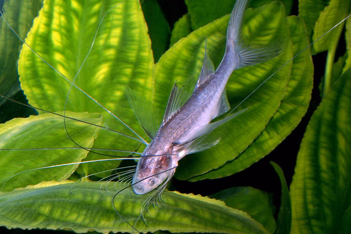  Cá phèn vàng (Paradise Threadfin / Polynemus paradiseus). Kích cỡ tối đa: 30 cm. Đặc điểm nổi bật: Có những chiếc "râu" rất dài, sống được cả trong môi trường nước ngọt và nước mặn.