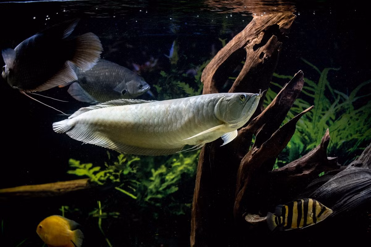  Cá rồng (Arowana / họ Osteoglossidae). Kích cỡ tối đa: 90 cm. Đặc điểm nổi bật: Cơ thể thuôn dài, dáng bơi uốn lượn rất đẹp mắt.