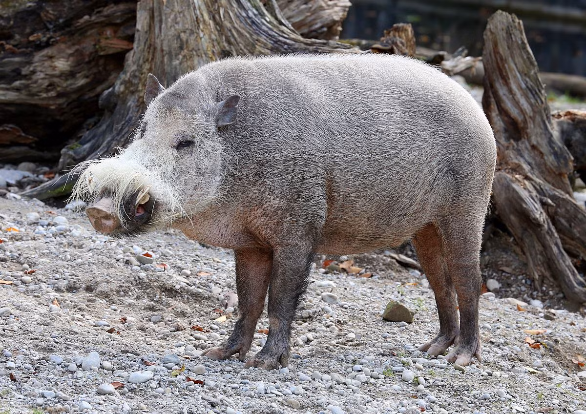  Lợn râu Borneo (Sus barbatus). Kích thước: Đầu và thân dài 70-130 cm. Khu vực phân bố: Khu vực Đông Nam Á. Tình trạng bảo tồn trong Sách Đỏ IUCN: Sắp nguy cấp. Ảnh: Wikimedia Commons.