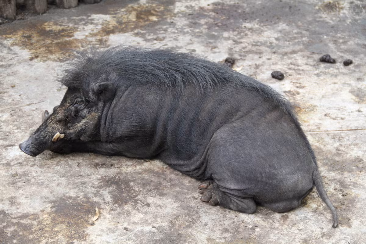  Lợn hoang Philippines (Sus philippensis). Kích thước: Đầu và thân dài 90-130 cm. Khu vực phân bố: Các đảo phía tây của Philippines. Tình trạng bảo tồn trong Sách Đỏ IUCN: Sắp nguy cấp. Ảnh: ZooChat.