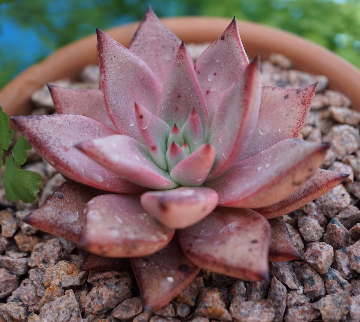 Sen đá Taurus (Taurus echeveria) có những chiếc lá hình tam giác màu xanh lá cây, hồng và đỏ. Màu sắc của chúng sẽ trở nên tối hơn khi tiếp xúc với ánh sáng mặt trời.