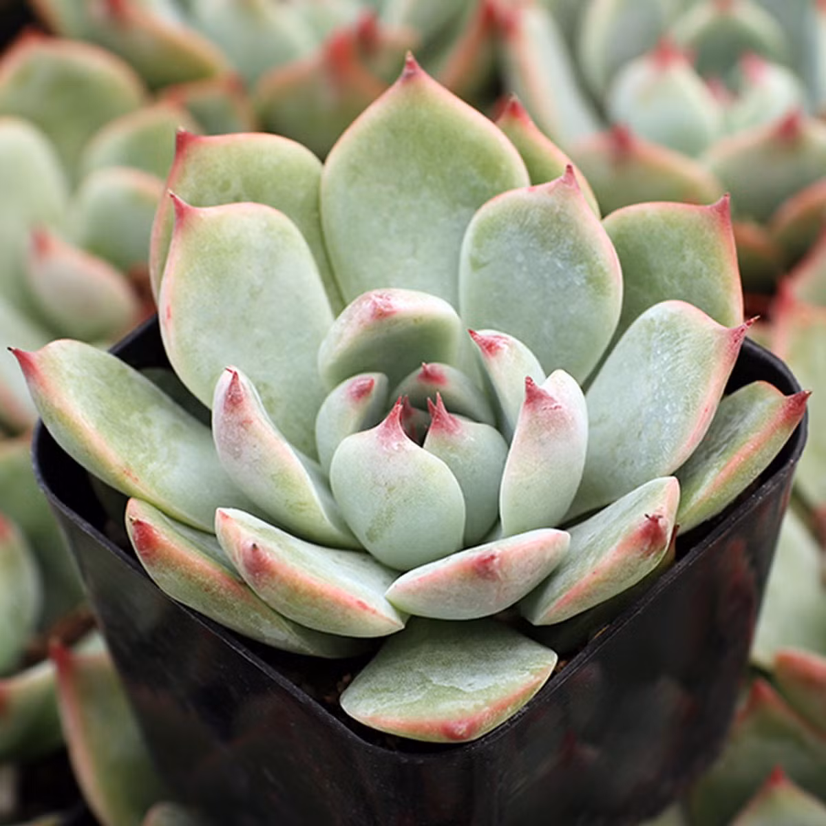 Sen đá bánh bao lửa (Tippy echeveria) có những chiếc lá hình thìa màu xanh với đầu mút màu hồng trang nhã. Trông chúng hơi giống sen đá Lindsayana, nhưng lá rộng hơn.
