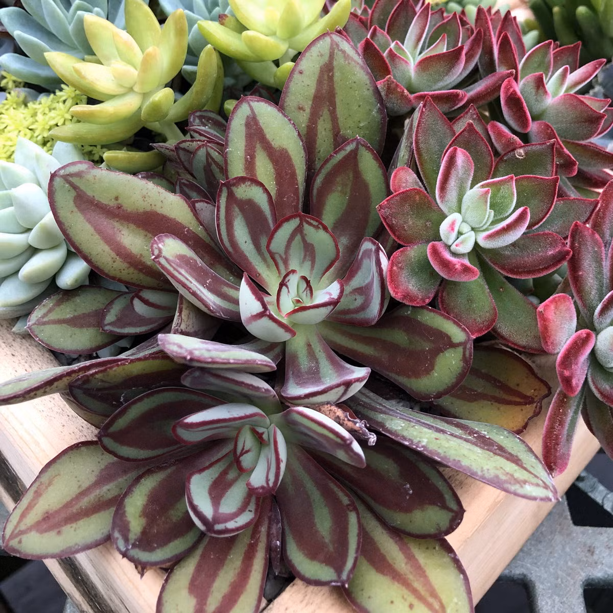 Sen đá sơn (Painted echeveria) trông rất sống động với những chiếc lá xanh có sọc dọc màu đỏ. Hoa của chùng màu hồng nhạt.