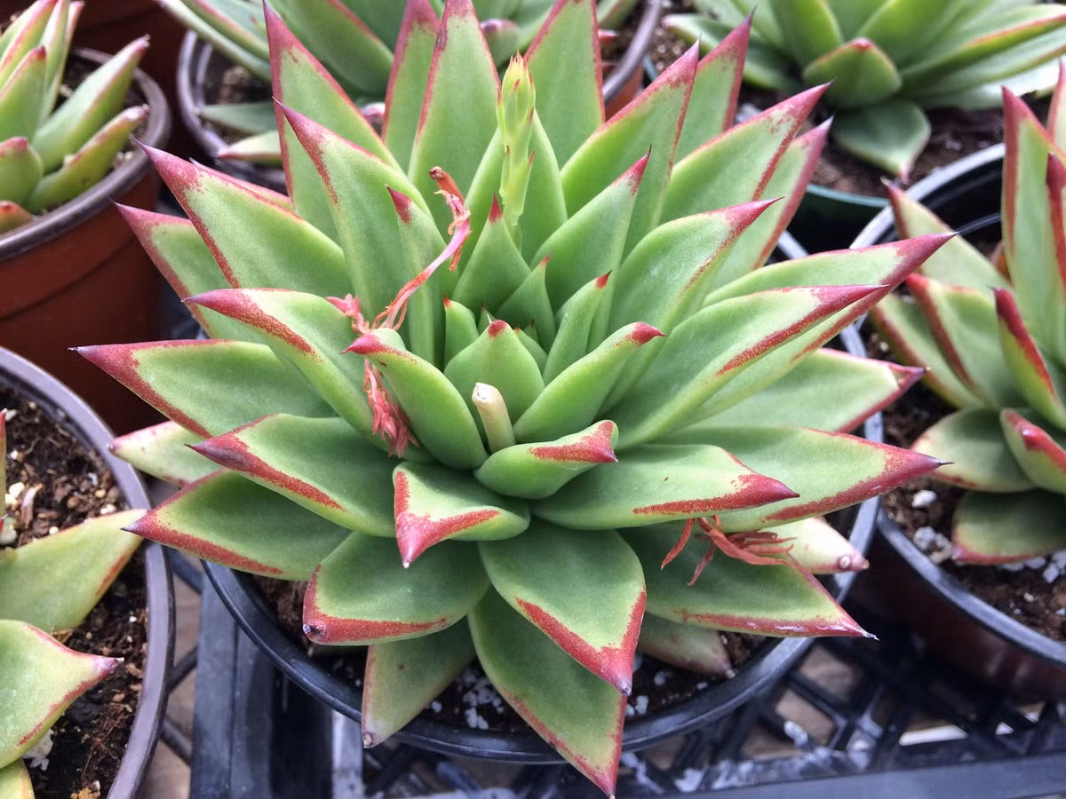 Sen đá đế vương hay sen đá son môi (Lipstick echeveria) được nhận biết nhờ những chiếc lá màu xanh có đầu mút nhọn màu đỏ tươi. Hoa của chúng màu đỏ.