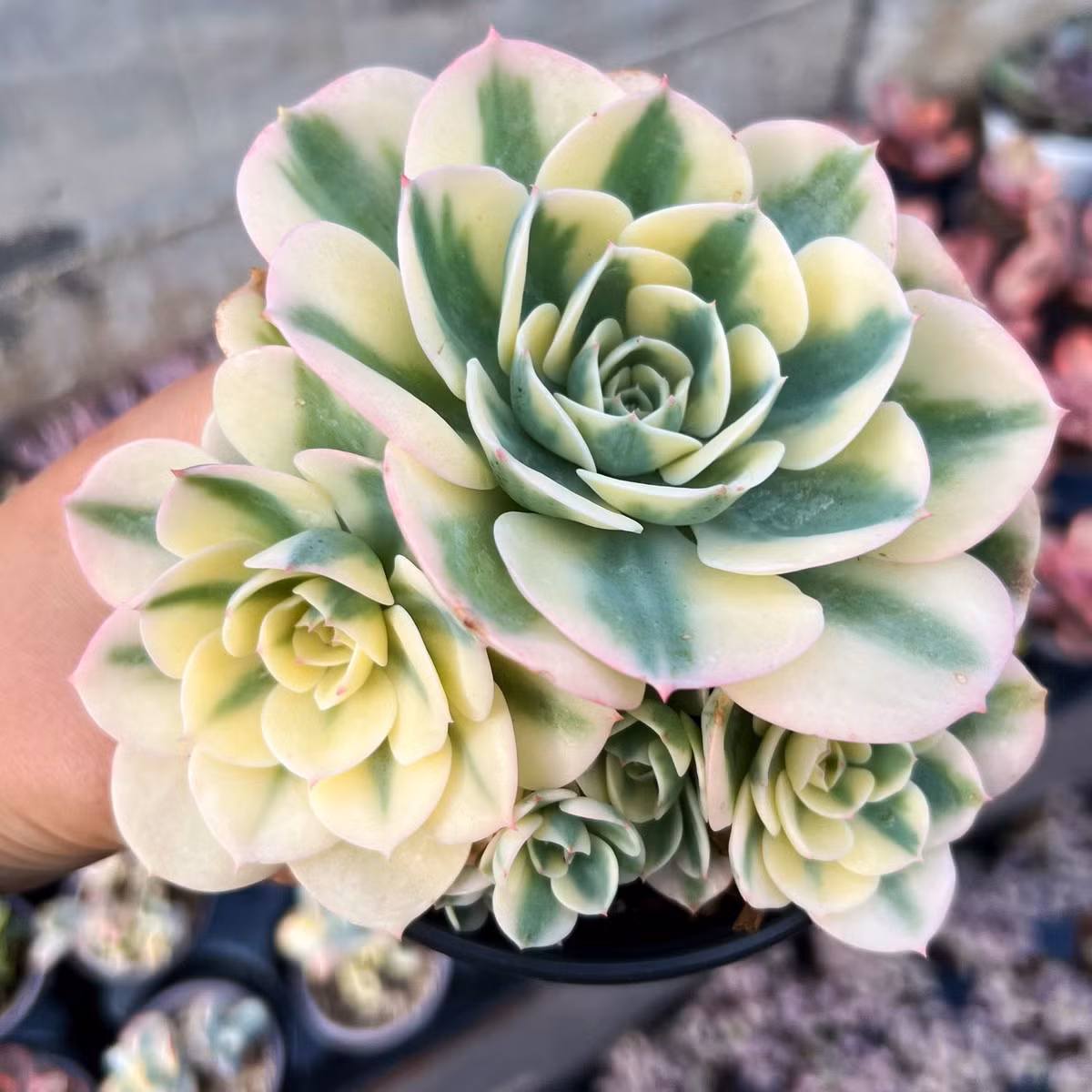 Sen đá sọc (Compton carousel echeveria) nổi bật với những chiếc lá màu kem với tâm màu xanh lá cây. Tên gọi tiếng Anh của chúng bắt nguồn từ loại vải sọc hai màu bọc trên mái các vòng đu quay cho trẻ em.