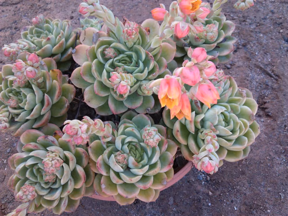 Sen đá chanh ớt (Lime &amp; chili echeveria) là một trong những loài sen đá rực rỡ nhất với những chiếc lá xanh có viền đỏ hồng và những bông hòa màu hồng cam hấp dẫn.