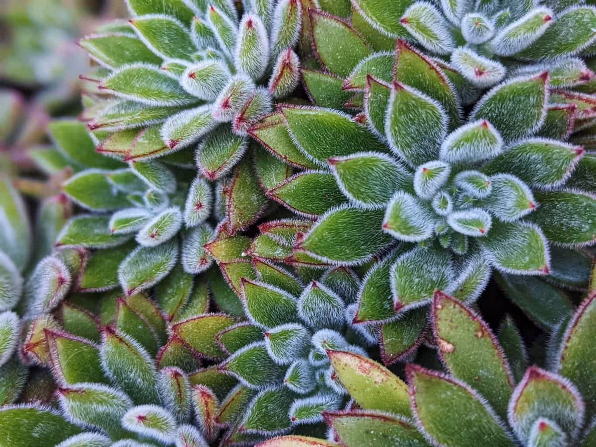 Sen đá lông tơ (Woolly rose echeveria) là giống sen đá lai được ưa chuộng với những chiếc lá xanh phủ đầy lông tơ bạc.