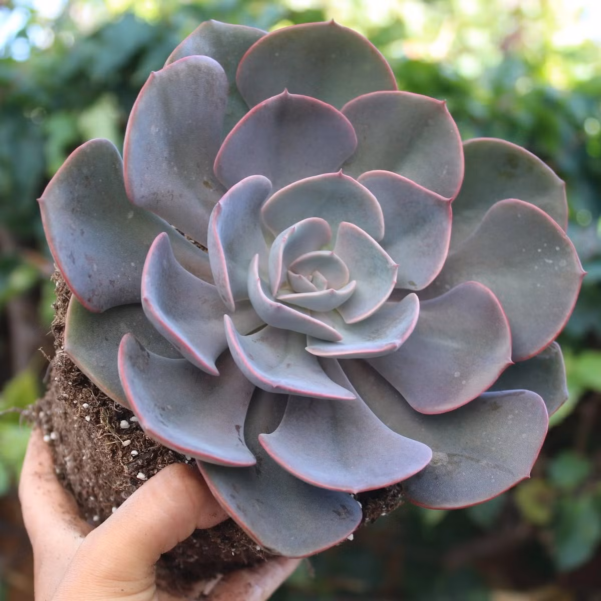 Sen đá hồng tím (Dusty rose echeveria) là một giống sen đá lai có lá màu hồng tím quyến rũ. Chúng chịu sương giá kém hơn so với các giống khác và có hoa màu cam sặc sỡ.