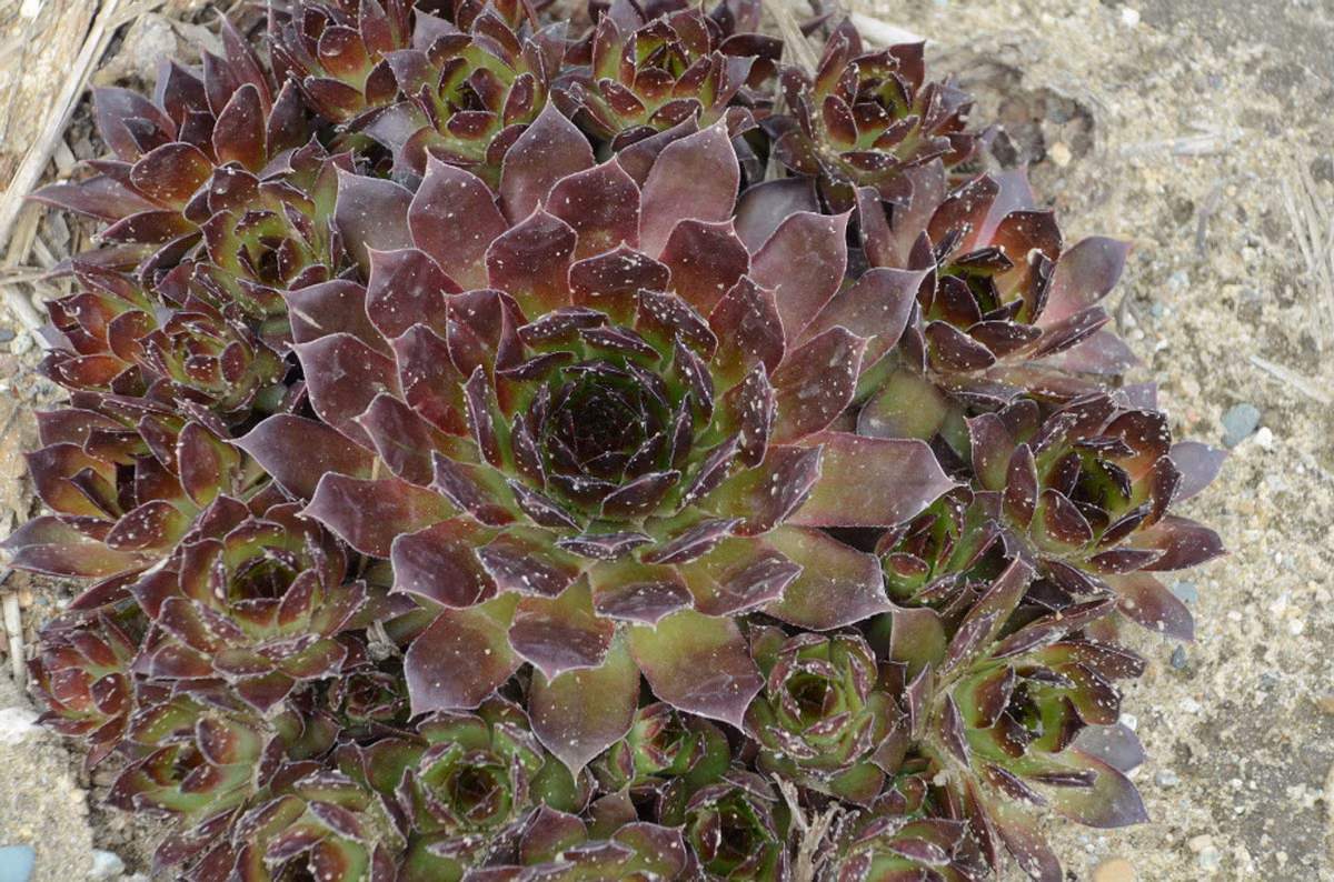 Sen đá nâu (Black hens and chicks echeveria) nổi tiếng với màu nâu tím sẫm độc đáo. Chúng còn được gọi là cây "gà mẹ gà con" vì rất dễ đẻ nhánh mới. Cây ra hoa đỏ sẫm vào mùa thu - đông.