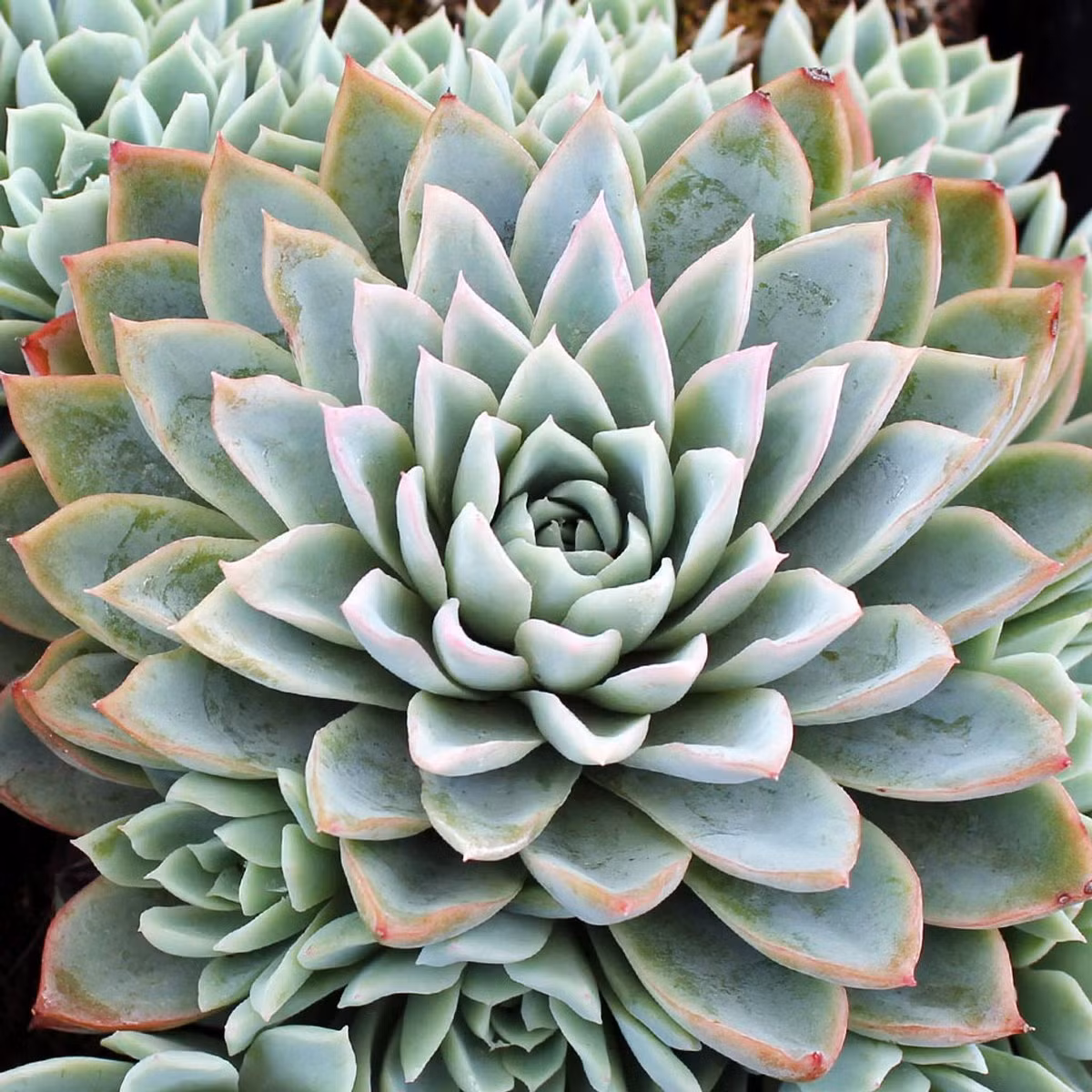 Sen đá nữ hoàng tím (Violet queen echeveria) là loài sen đá phát triển nhanh, vẻ ngoài quyến rũ. Những chiếc lá có màu xanh bạc của chugns sẽ xuất hiện viền tím trong một số điều kiện nhất định.