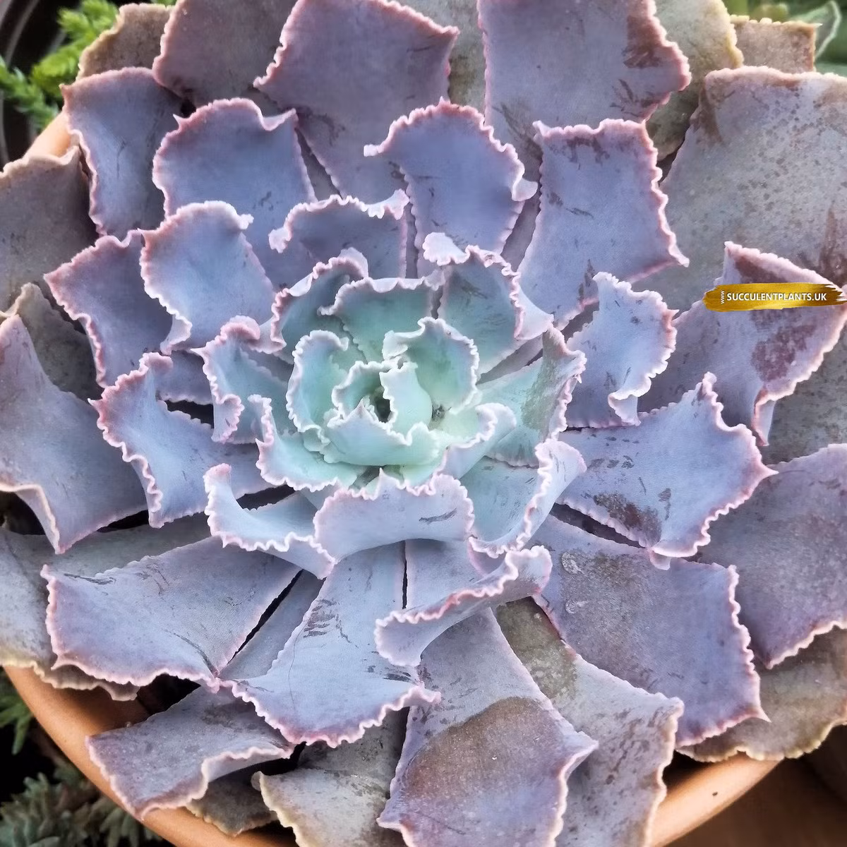  Sen đá diềm lam (Blue frills echeveria) có viền lá gợn sóng đặc trưng, trông giống một số loài san hô dưới biển. Chúng nở ra những bông hoa màu hồng cam trong mùa hè.