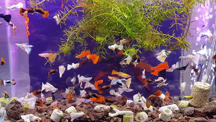 Nguyên tắc vàng chọn nuôi cá cảnh để hút trọn tài lộc - Hình 3 Nguyen tac vang chon nuoi ca canh de hut tron tai loc-Hinh-3