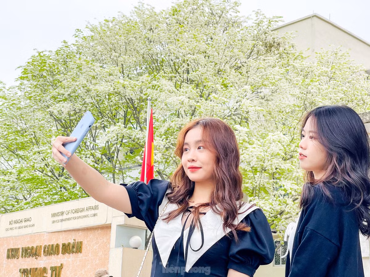 Những ngày này, nhiều người dân, đặc biệt là giới trẻ đã tìm đến với khu ngoại giao đoàn trên phố Hồ Đắc Di để chụp ảnh check-in với sắc trắng tinh khôi của hoa sưa.
