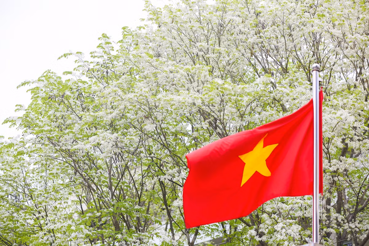 Hoa sưa được mọi người ví như loài hoa gọi mời tháng ba về, hoa thoáng nở chóng tàn, nhưng mang lại sắc rất riêng cho Hà Nội.
