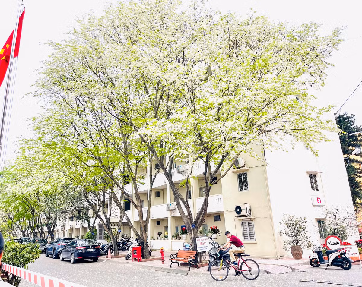  Mùa hoa sưa ở Hà Nội thường bắt đầu từ cuối tháng 2, trong tiết xuân với đặc trưng mưa phùn và khí hậu nồm ẩm.