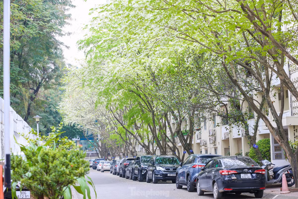 Sắc trắng tinh khôi của hoa sưa trên những thân cây khẳng khiu trụi lá khiến nhiều người ngẩn ngơ.