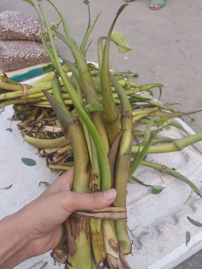 Ngó sen ai cũng biết, nhưng có một loại ngó khác cực ngon Ngo sen ai cung biet, nhung co mot loai ngo khac cuc ngon
