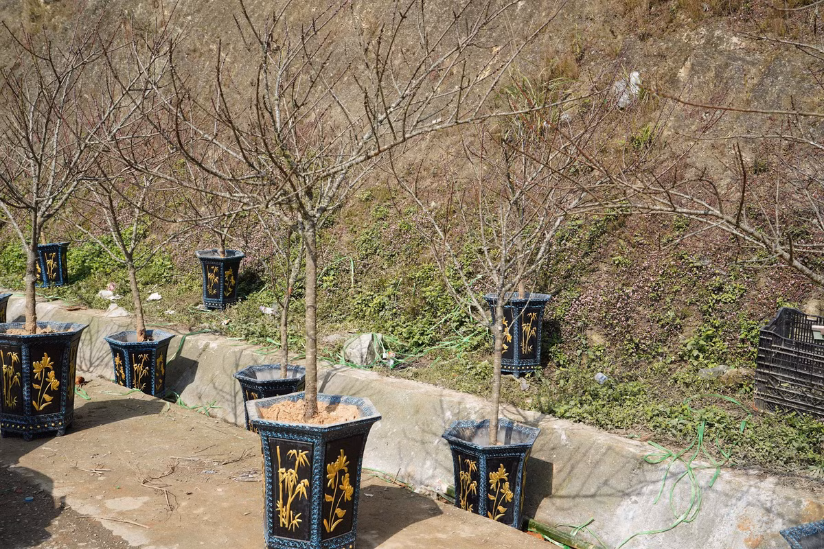 Ngoài ra, tại chợ đào Sa Pa cũng được bày bán nhiều cây đào đá Sa Pa. Đào đặc trưng của vùng núi Tây Bắc, với rêu mọc tự nhiên. Thường với loại đào này, tập trung nhiều nhất tại đây vào khoảng mùng 10 tháng chạp. Sỡ dĩ, đào đá xuống muộn hơn vì loại đào này thường chơi theo cành, để lại gốc. Khi cành xuống quá sớm sẽ dễ bị khô, hoa khó nở.