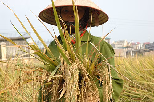 Ảnh minh họa.