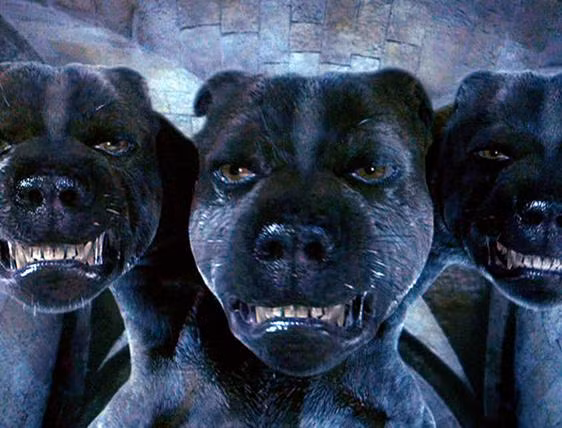 Con chó ba đầu này chỉ có thể là thú cưng của lão Hagrid.