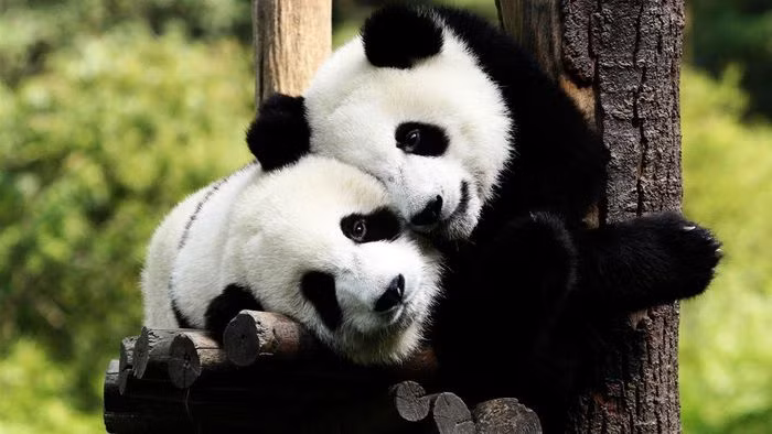 br/> 2. Gấu trúc có ngôn ngữ riêng. Những con gấu trúc sơ sinh hoàn toàn vẫn chưa thể nhìn thấy gì trong sáu tuần đầu tiên nhưng chúng có thể phát ra những âm thanh đặc biệt như 'gee gee' để đòi ăn, 'wow wow' khi không vui hay 'coo coo' để thể hiện sự hài lòng. Trong khi đó, những con gấu trúc lớn hơn thường học cách kêu hay gầm gừ như một lời cảnh báo với những ai có ý định tiếp cận chúng. Ngoài ra, gấu trúc đực cũng sẽ phát ra tiếng lớn khi giao phối cùng con cái.