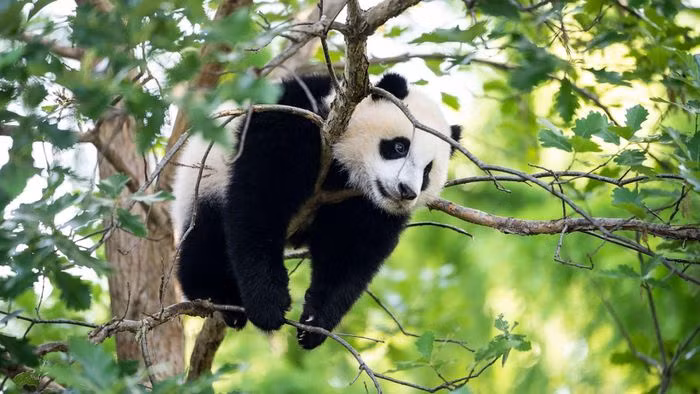 4. Gấu trúc là là những nhà leo núi cừ khôi. Những con gấu trúc non sẽ bắt đầu leo núi vào khoảng 5 tháng tuổi bằng cách leo lên người gấu mẹ. Gấu trúc cũng có thể trồng cây chuối, đôi khi chúng trèo lên cây bằng hai chân sau và giữ thăng bằng trên chân trước. Do vậy, loài vật này thường để lại nước tiểu trên những thân cây cao để đánh dấu lãnh thổ hoặc tìm bạn tình.