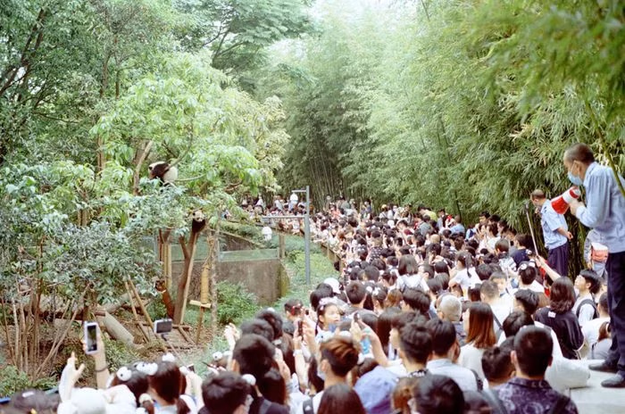 Du khách tới Trung Quốc nếu muốn tận mắt chứng kiến loài vật khổng lồ này có thể ghé thăm Khu bảo tồn gấu trúc Thành Đô, một trung tâm nghiên cứu và nuôi dưỡng phi lợi nhuận dành cho gấu trúc khổng lồ và các động vật quý hiếm khác tại Tứ Xuyên. Công viên được thành lập vào năm 1987, với 6 con gấu trúc khổng lồ được giải cứu từ tự nhiên. Tới năm 2008, công viên rộng 100 ha này có đến 124 cá thể gấu trúc, số lượng cá thể nuôi nhốt đạt 83 con.