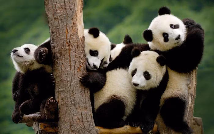 Gấu trúc có thể nói chuyện hay 'trồng cây chuối' là hai trong số nhiều điều mà bạn có thể chưa biết về loài vật được coi là ' quốc bảo' của Trung Quốc này.