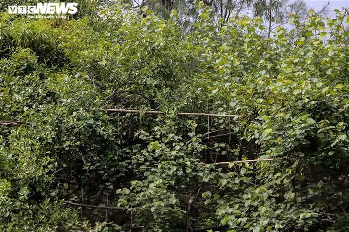 Sau hải trình dài hàng trăm km từ ngoài khơi vào bờ, chực chờ những đàn chim trời là “thiên la địa võng”, một khi sà xuống, chúng sẽ không còn lối thoát. Những ngọn cây cứ ngỡ là nơi an toàn cho đàn chim trú ngụ, nay trở thành ánh đèn cho hàng ngàn “con thiêu thân” lao vào.