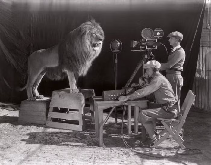 Điểm ấn tượng đã làm nên thương hiệu của MGM (Metro–Goldwyn–Mayer) chính là hình ảnh chú sư tử gầm ở đầu mỗi bộ phim của họ. Trên thực tế, có rất nhiều con sư tử đã được sử dụng cho biểu tượng của MGM. Không rõ 2 người đó cảm thấy như thế nào trong lồng với một con sư tử Nubian hoang dã.