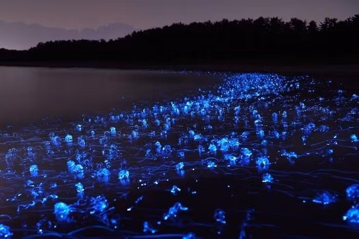 Chúng cũng thường sống ở mặt nước và thường được khai thác từ tháng 3 đến tháng 6 hàng năm.
