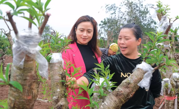 Nuôi ba ba, trồng hoa cây cảnh, nhiều nông dân ở Thái Bình giàu lên - Hình 2 Nuoi ba ba, trong hoa cay canh, nhieu nong dan o Thai Binh giau len-Hinh-2