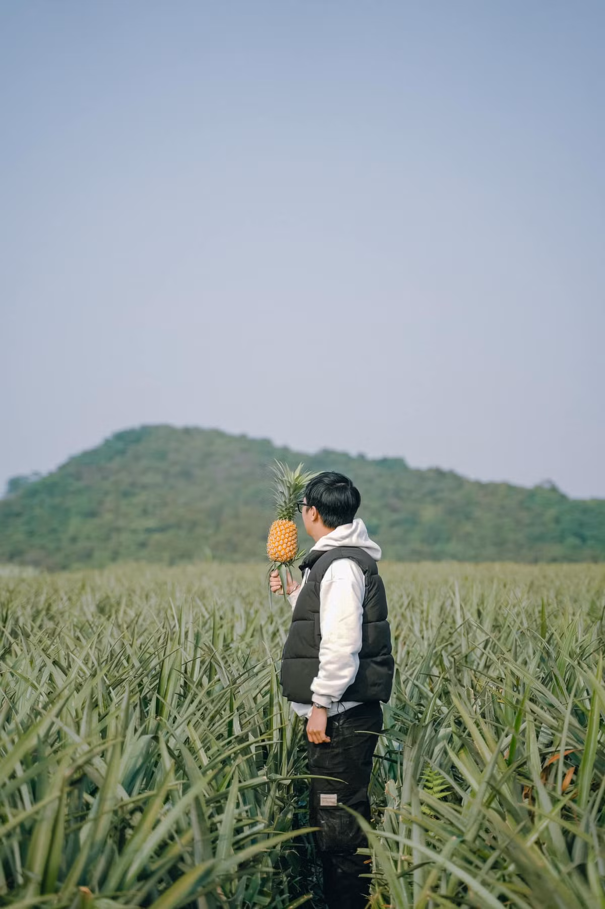 Canh dong dua lon nhat mien Bac dep me ly, chi cach Ha Noi 100km