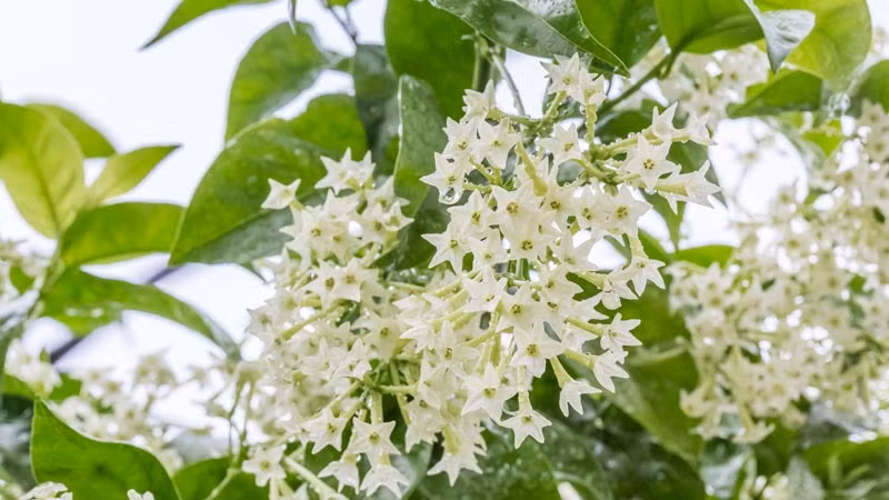  Đó cũng chính là nguồn gốc của cái tên dạ lý hương đầy mê đắm và quyến rũ. Cây cảnh này rất quen thuộc với người dân thôn quê. Ngày xưa, nhiều gia đình trồng cây cảnh này ở trước nhà để làm đẹp và ngửi mùi thơm của nó. 