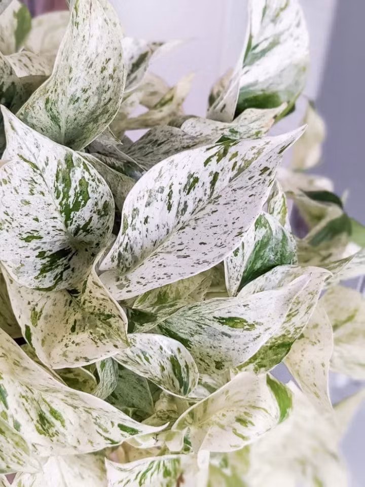  Người ta quan niệm rằng nếu đặt cây ngân hậu trong nhà sẽ có thể xua đi những điều xui xẻo, mang lại sự giàu có và yên ấm cho gia đình. 