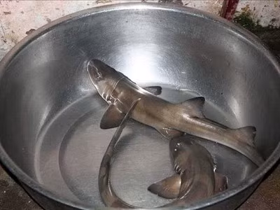 br/> Loại cá này là cá trèo đồi, còn có tên gọi khác như cá tràu hay cá cửng, loài cá này xưa kia từng là món “lộc trời” quý hiếm, chỉ dành riêng cho bậc vua, chúa thưởng thức. Nhưng cũng chính vì điều này mà dẫn tới việc đánh bắt cá trèo đồi quá mức nên cá trèo đồi hoang dã hiện nay rất hiếm.
